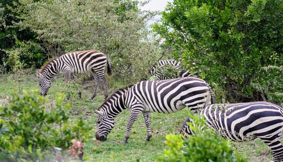 Slides Images for 1-day Trip To Arusha National Park