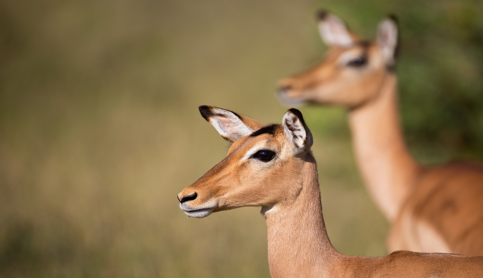 5 Days Serengeti Migration 