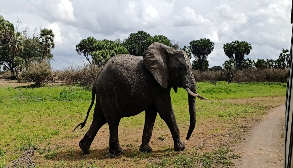 Nyerere Np Plus Boat & Walking Safari