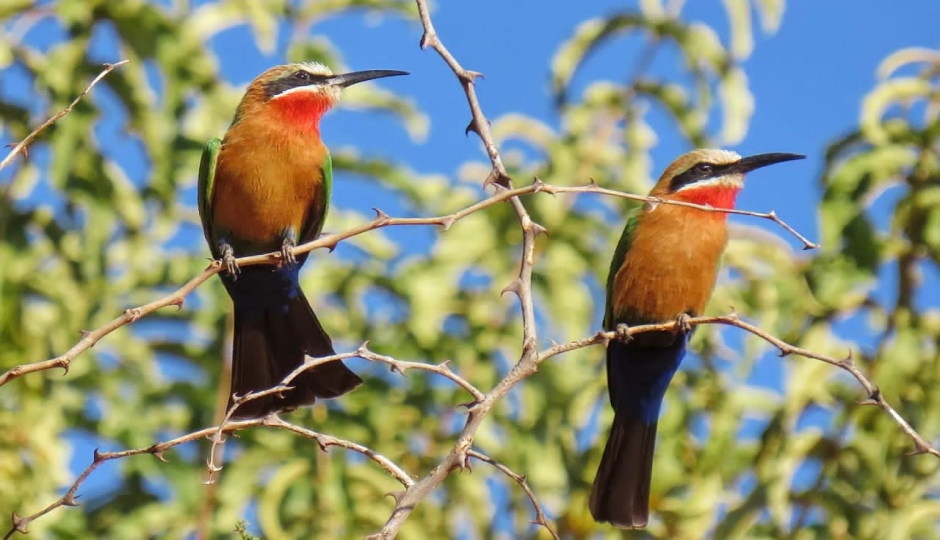 The Best Countries for Safari in Africa: Top Destinations for a Wild Adventure