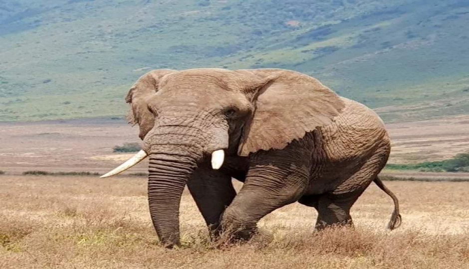 Slides Images for Samburu And Buffalo Springs: A 3-day Wilderness.