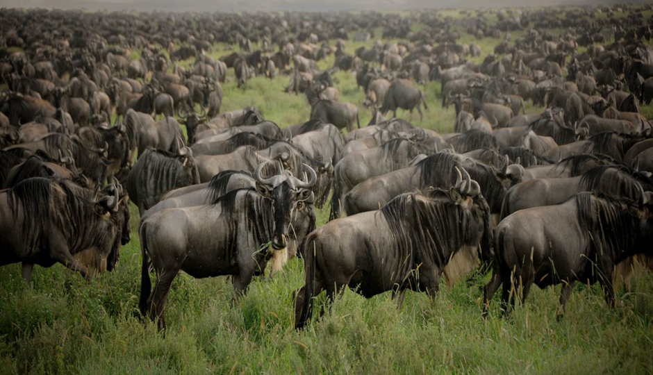 7-Day Serengeti Wildebeest Migration Safari