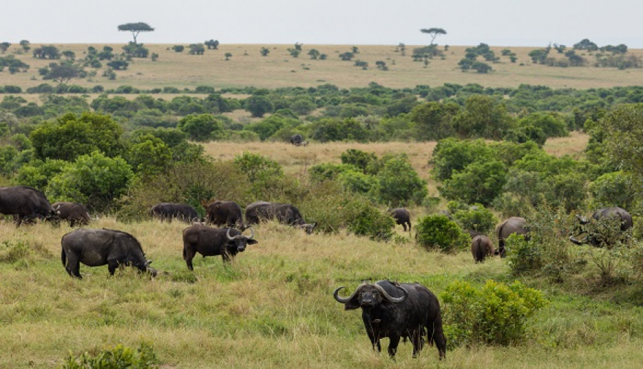 Slides Images for 1-day Trip To Lake Manyara National Park