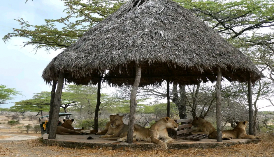 Slides Images for Full Day Serengeti Safari  From Mwanza Airport 