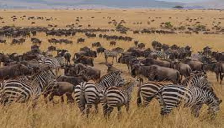 Best 1 Day Ngorongoro Crater Safari