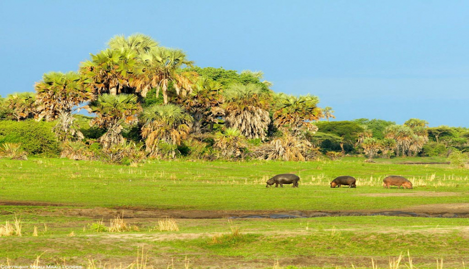 Slides Images for 5 Days Katavi National Park