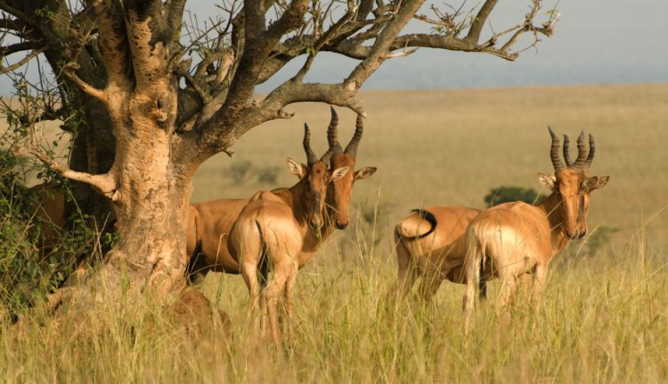 Slides Images for Wildlife Wonderland: 2-day Ol Pejeta Safari Tour