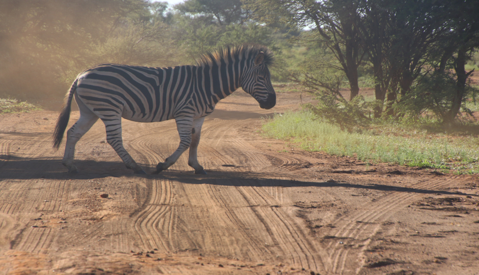 Slides Images for 9 Days Tanzania Safaris Tour