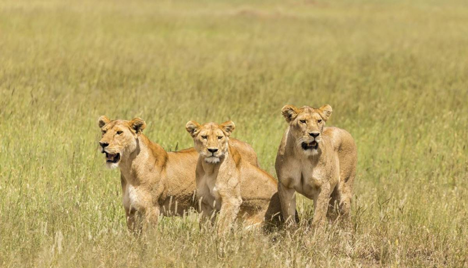 Slides Images for 5 Days Great Serengeti Adventure Camping Safari