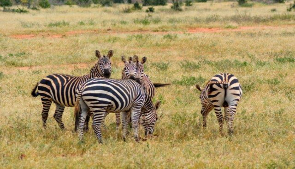 1 Day Tanzania Sharing Safari-ngorongoro