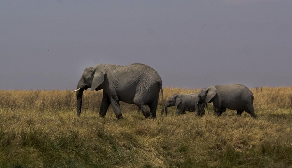 Slides Images for 3 Days 2 Nights Southern Tanzania Safari