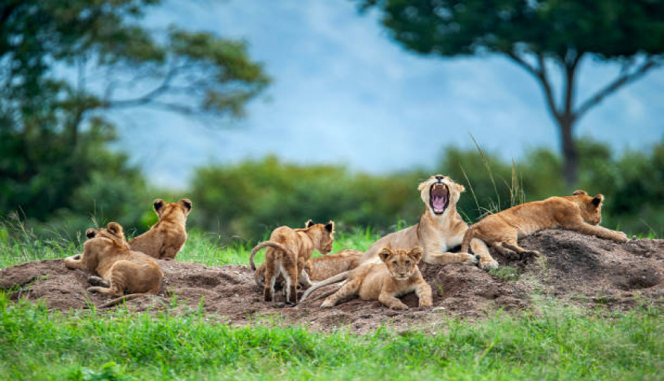 Ngorongoro Crater Day Trip From Arusha