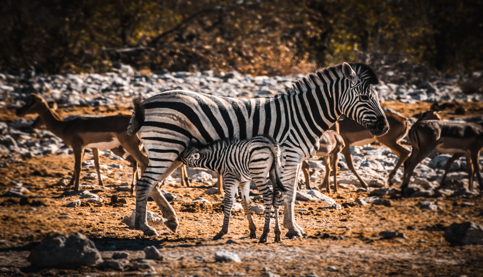 Slides Images for  5 Days  Serengeti Migration