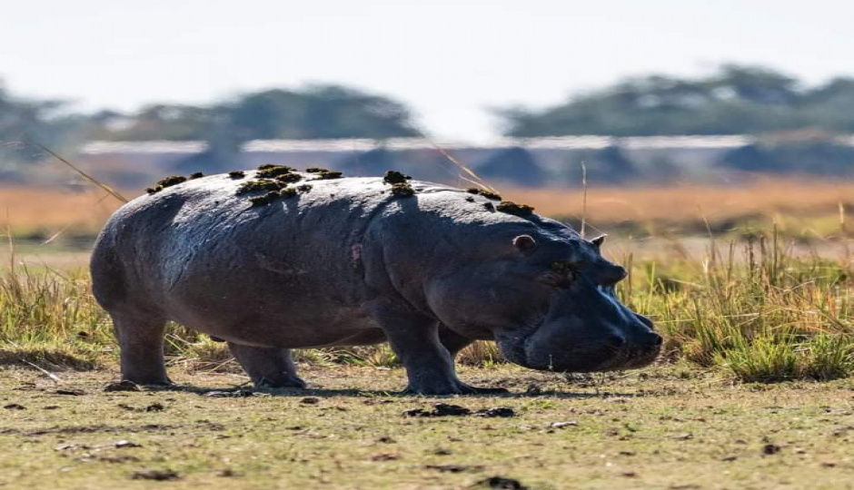 Slides Images for Big Five Tour 6 Days Amboseli, Nakuru & Masai Mara