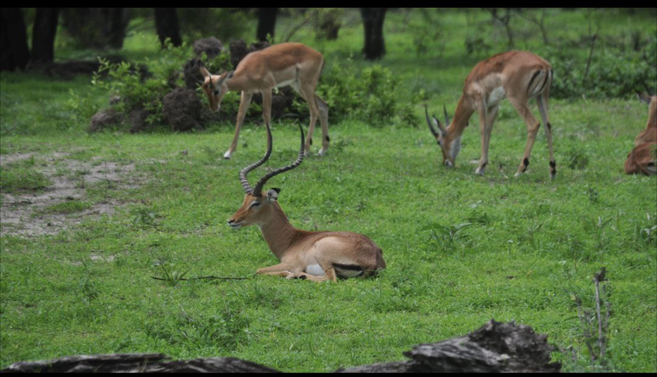 Slides Images for 3 Days Tarangire, Manyara And Ngorongoro Crater 