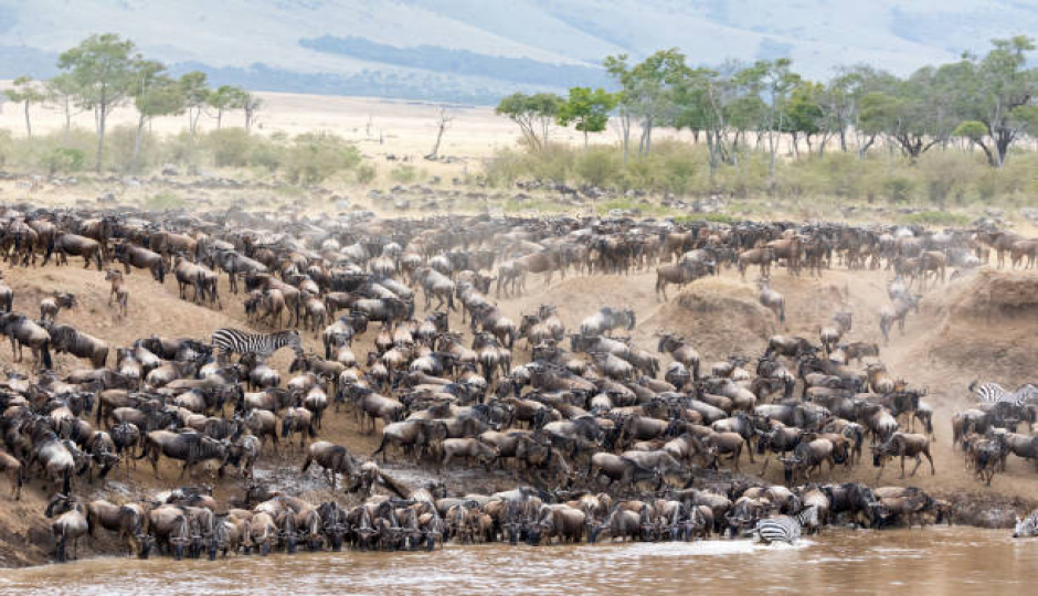 Best 4 Days Serengeti Migration Safari