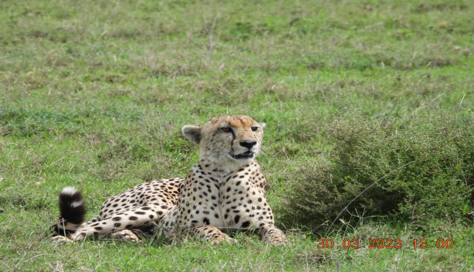 Slides Images for 2 Day Tanzania Camping Safari