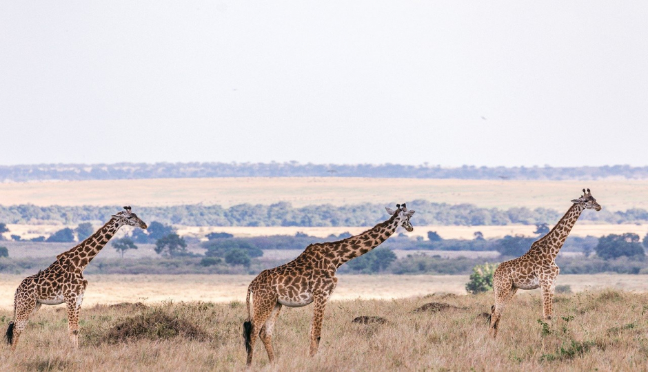 4-day Tanzania Sharing Safari Tour