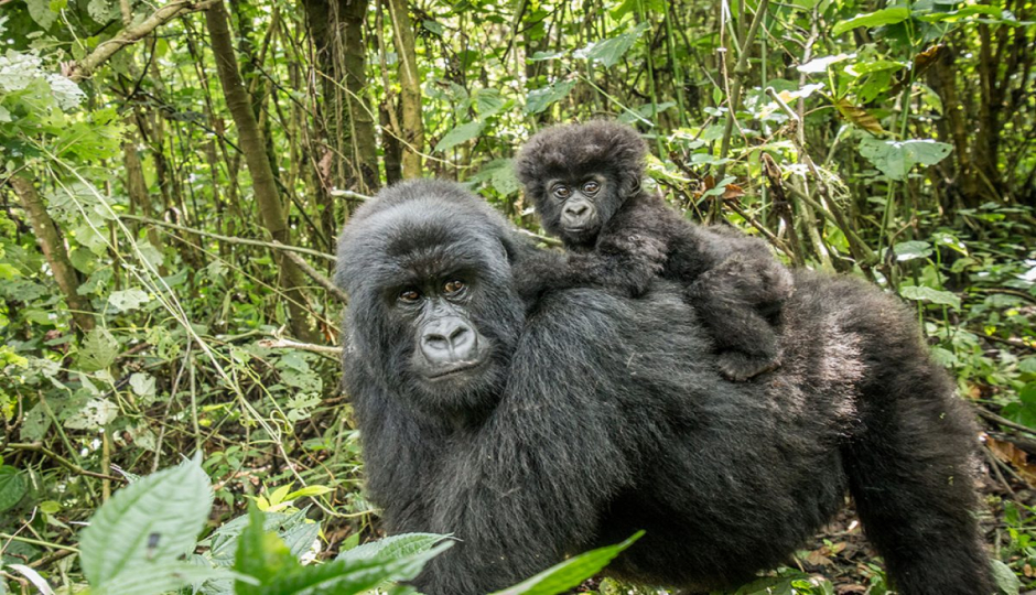 3-days  Bwindi Gorilla Trekking Safari