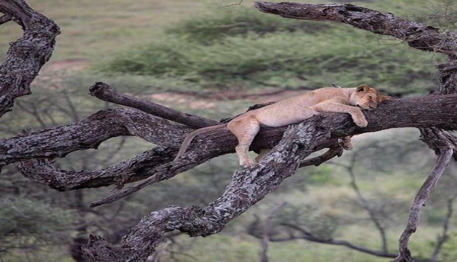 3 Days Tanzania Safaris