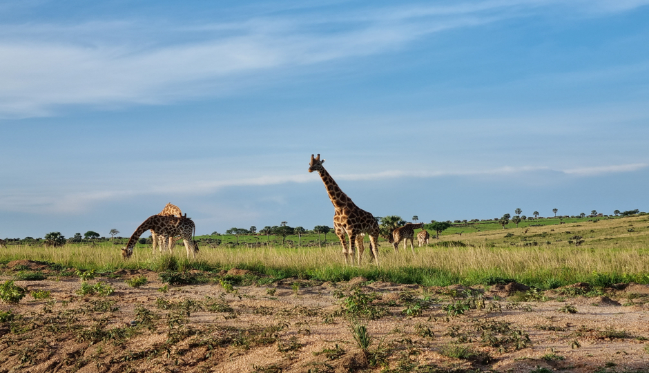 Slides Images for 11 Days Wildlife Safari In Uganda