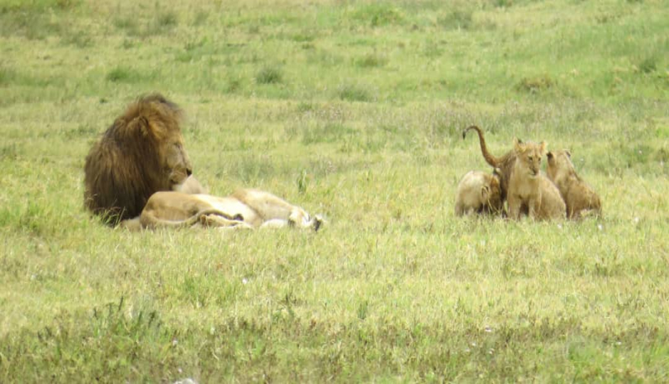 Slides Images for 3 Days Manyara And Ngorongoro Experience