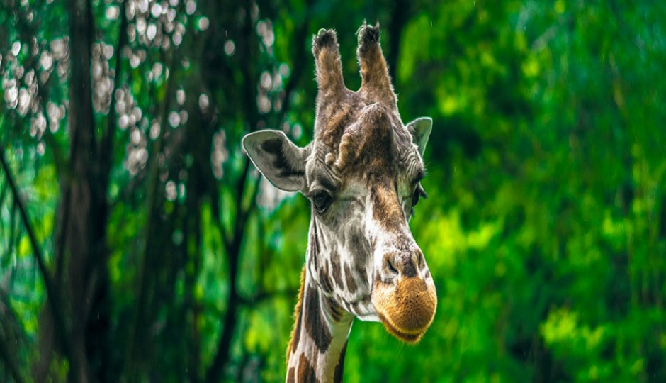 Slides Images for 9 Days Serengeti Wildlife Tour