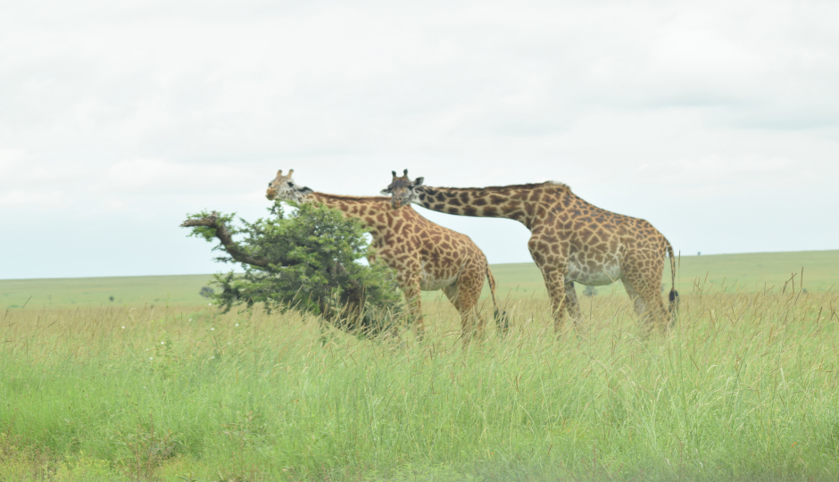 6 Days  Serengeti Migration  Fly In 