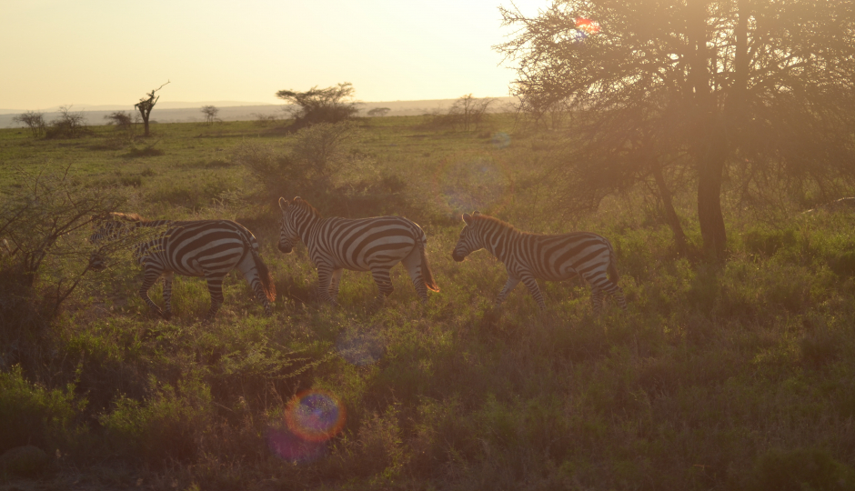 Slides Images for 4 Days Tanzania Camping Lake Manyara