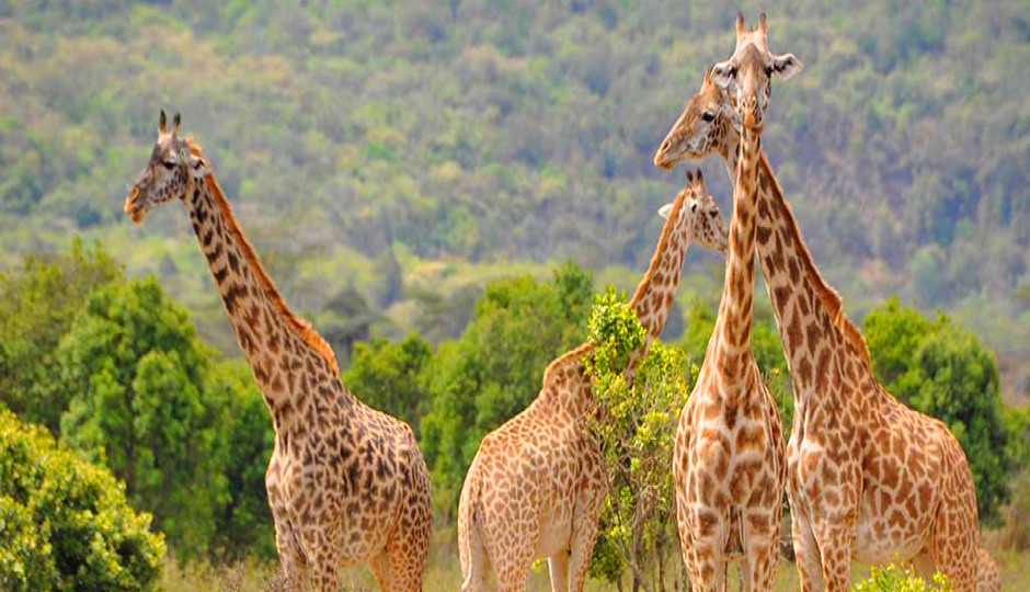 Slides Images for 4-days Northern Tanzania Safari