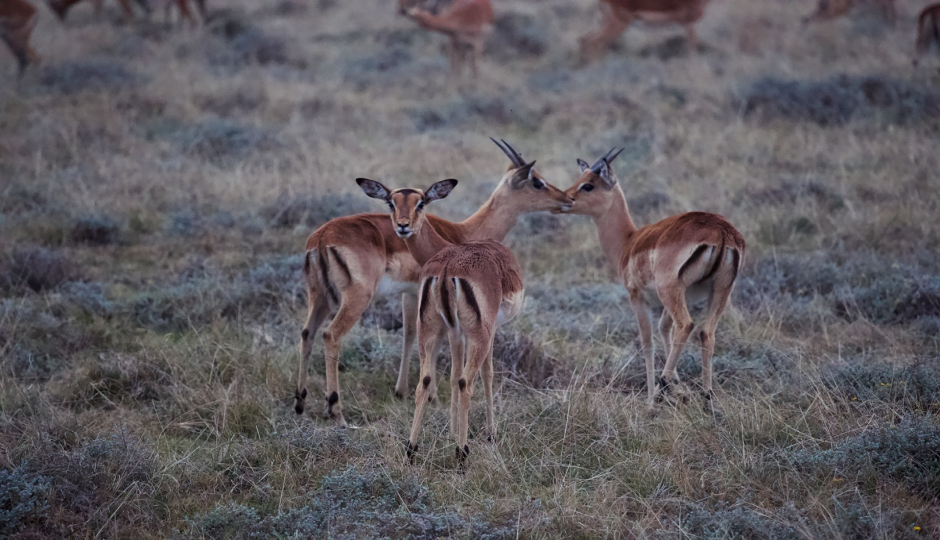 Slides Images for 8 Days Wildebeest Migration In January