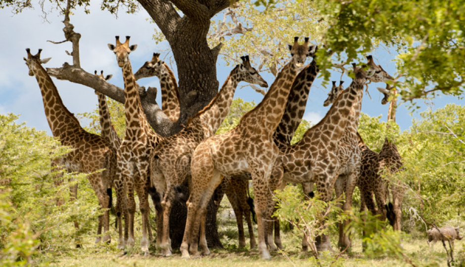 Slides Images for Budget Tanzania Safari