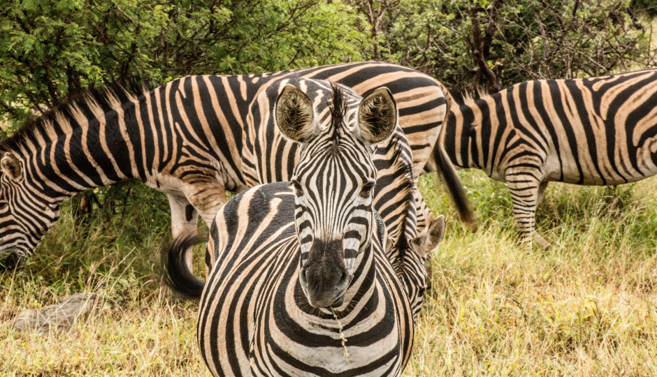 5 Days Wildebeest Mara River Crossing 