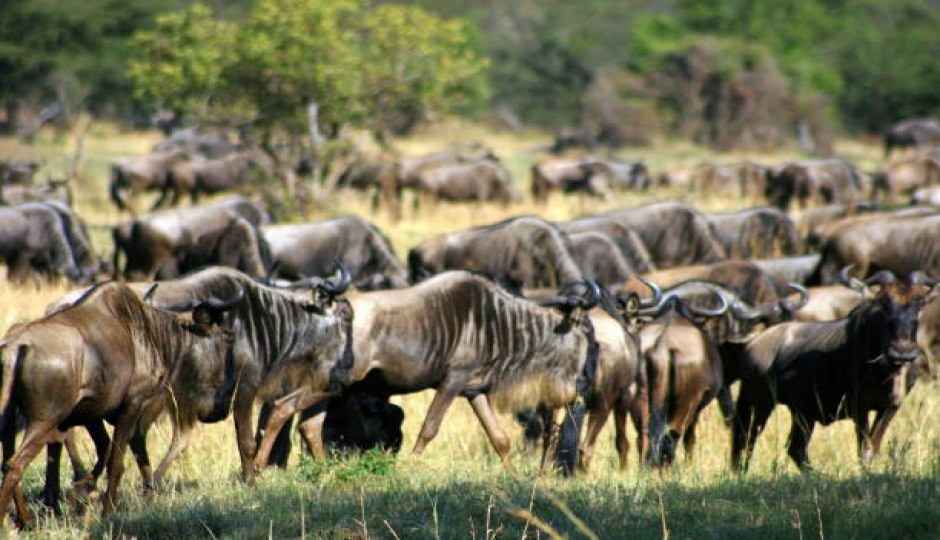 Best 5 Days Serengeti Migration Safari