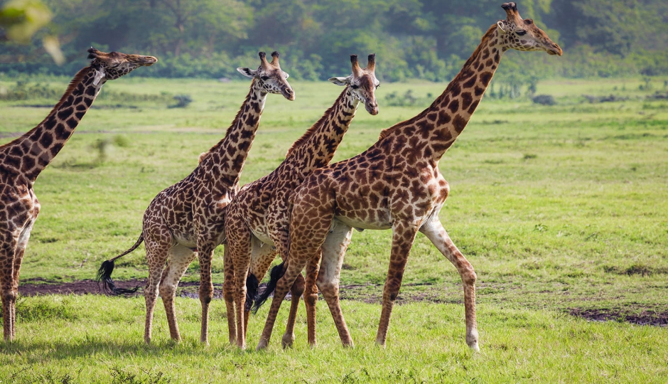 1 Day Safari To Arusha National Park 