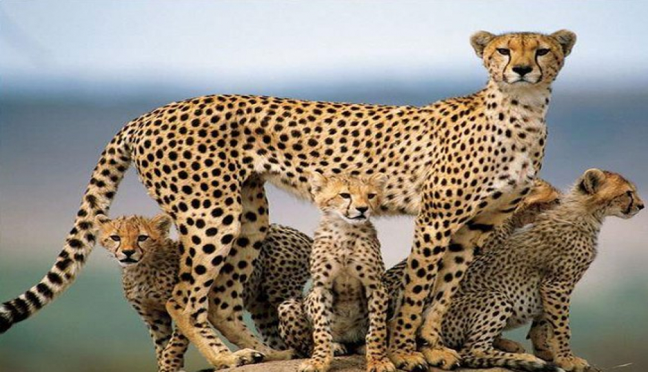 Slides Images for Discover Kenya: Amboseli And Tsavo Safari In 5 Day