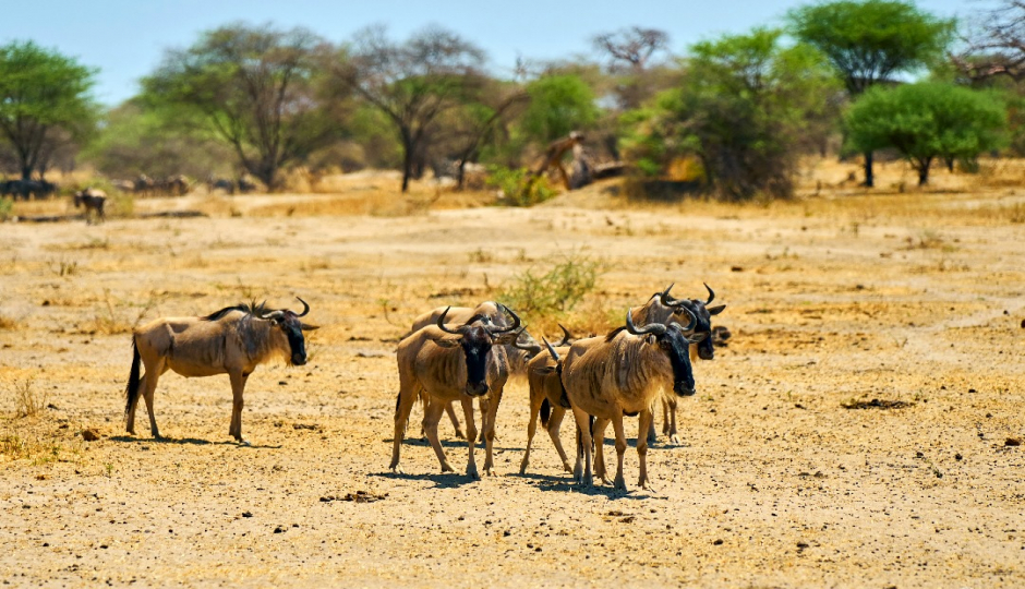 Slides Images for  3 Days Serengeti And Ngorongoro Safari