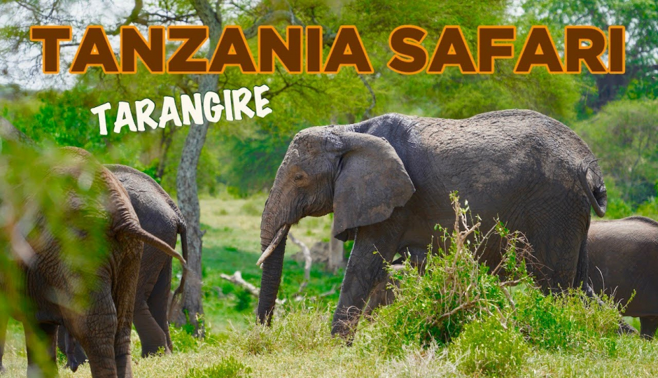 1-day Trip To Tarangire National Park