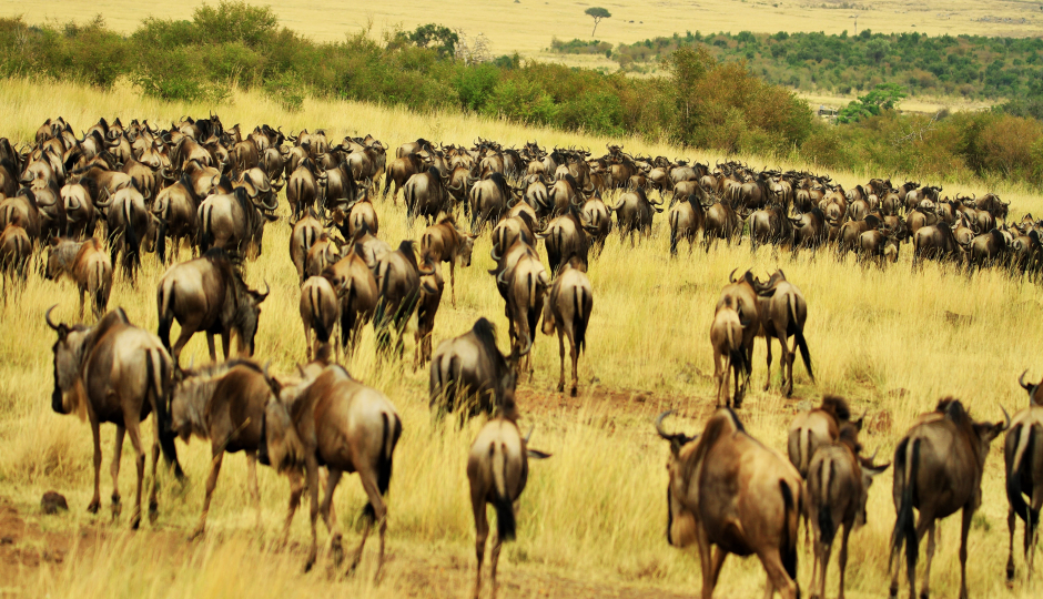 5 Days Tanzania Royal Tour Safari 