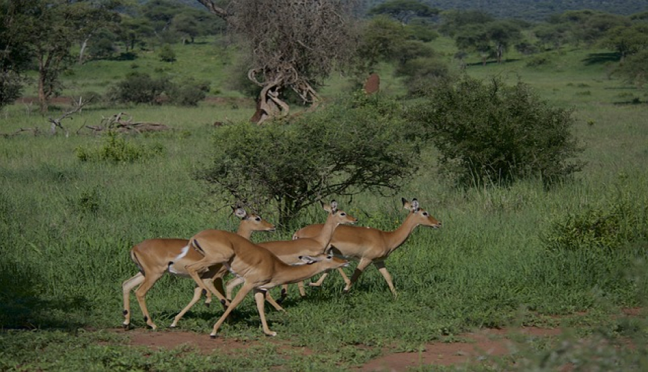 Slides Images for 4 Days Serengeti Migration Tour