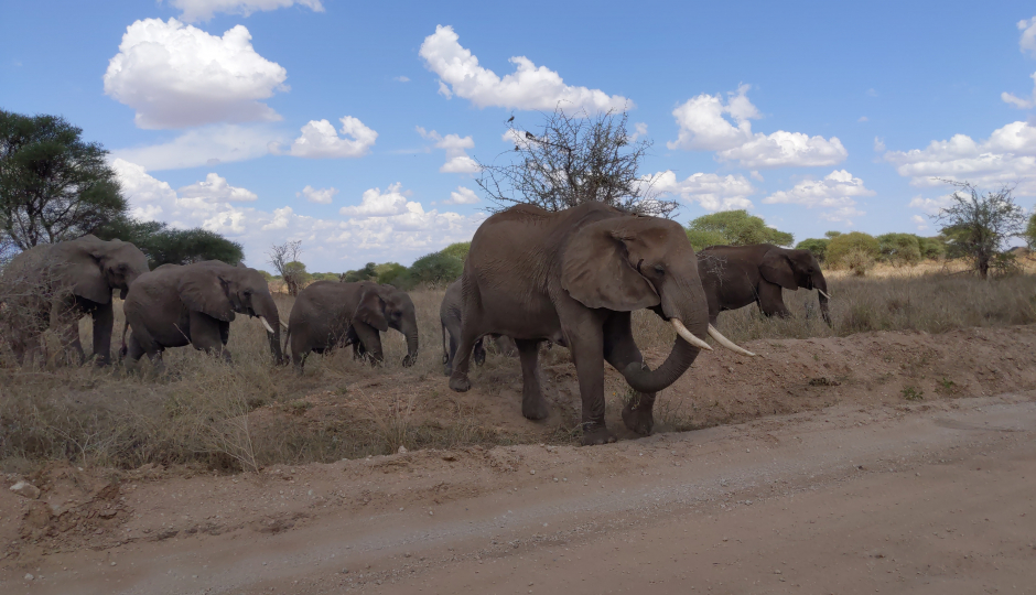 Best 1 Day Tarangire Safari