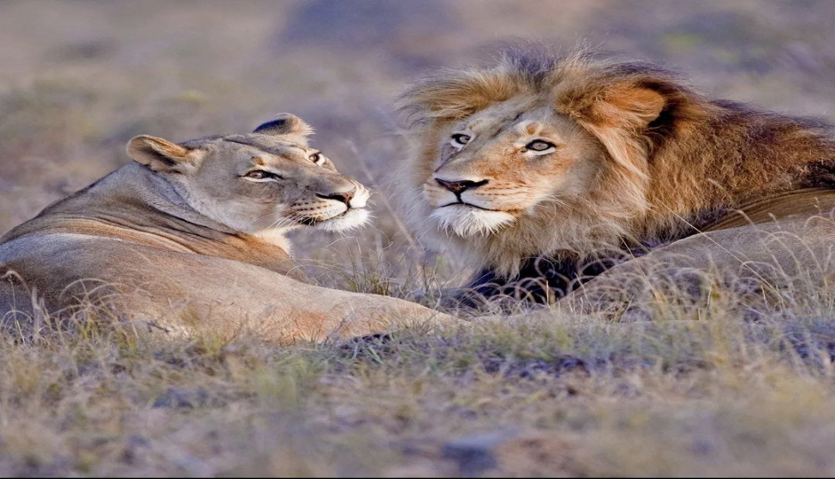 Slides Images for 4-day Serengeti & Ngorongoro Crater Safari