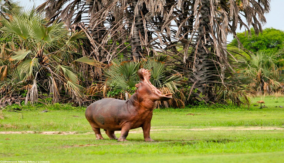 Slides Images for 5 Days Katavi National Park