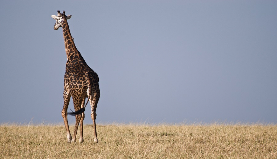 1 Day Trip Tanzania Safari Tour Package 