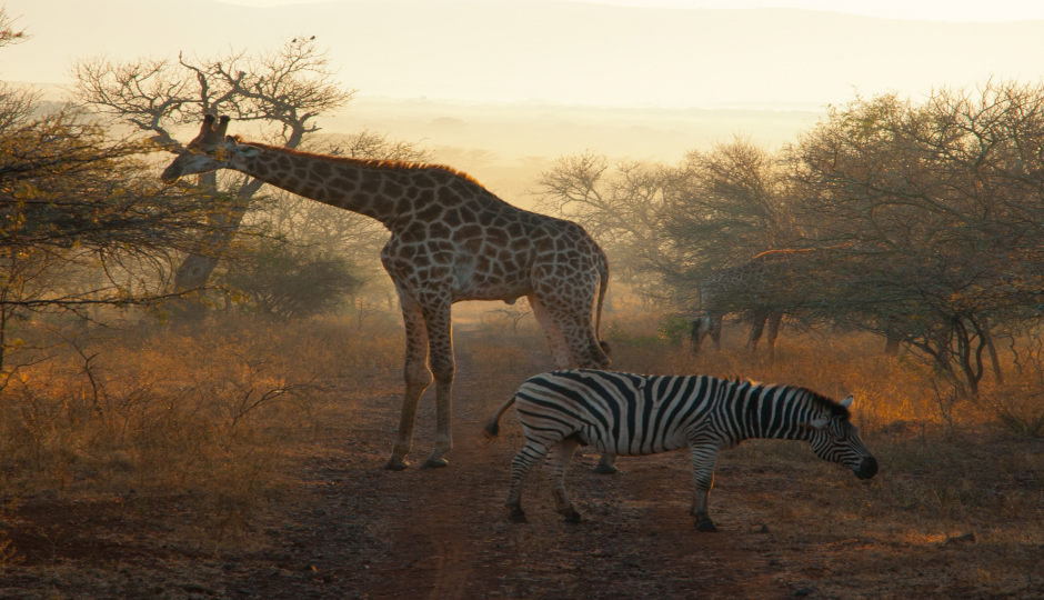 Slides Images for 6 Days Serengeti Migration 