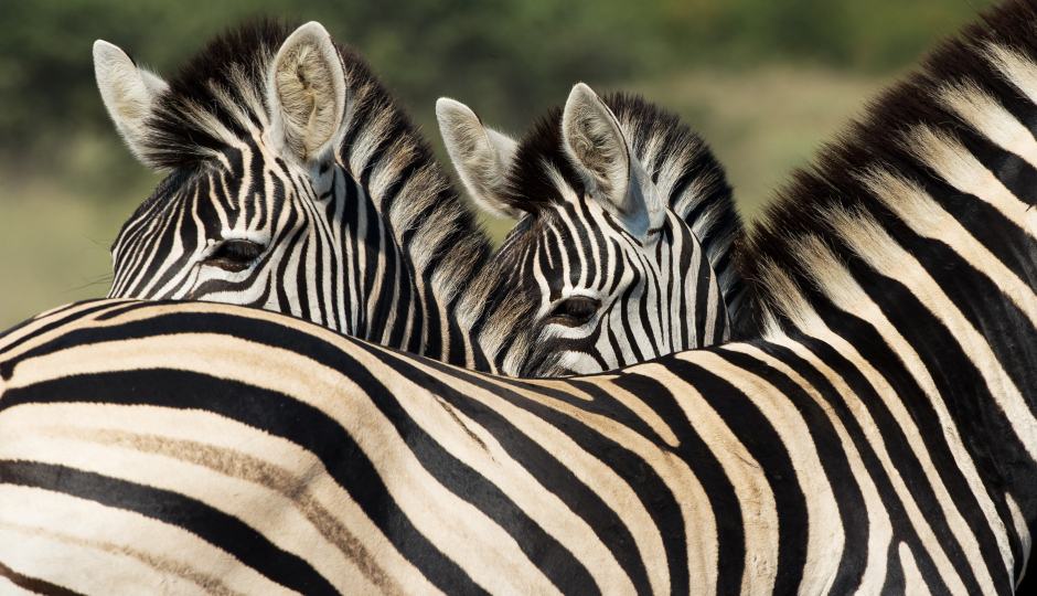 Slides Images for 4 Days Serengeti Migration Safari 