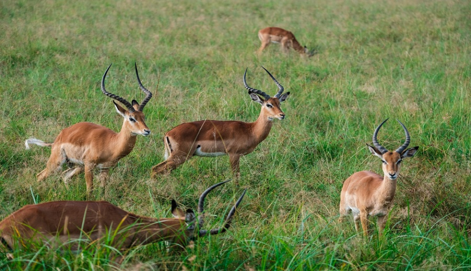 Slides Images for 5 Days Tanzania Sharing Safari Tour Package 