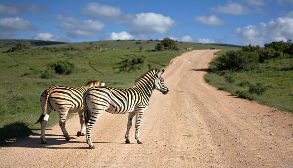 5 Days Serengeti Migration Tour