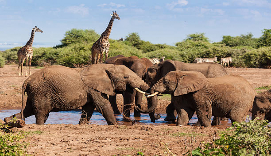 Slides Images for Joyful Wildlife  Tour In Six Days