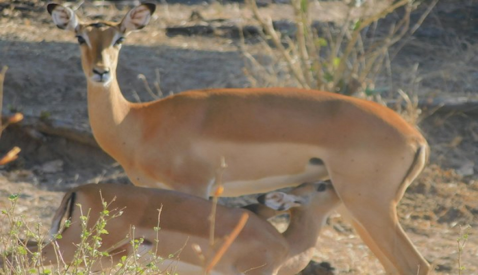 Slides Images for 6-day Southern Tanzania Safari